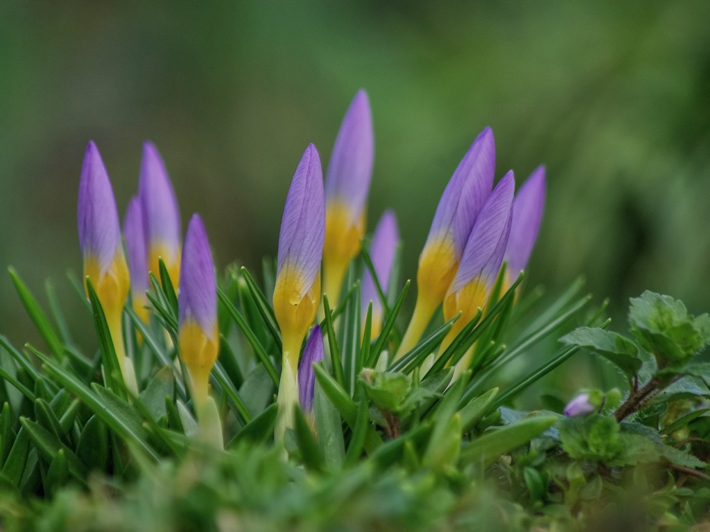 19. Krokusy
