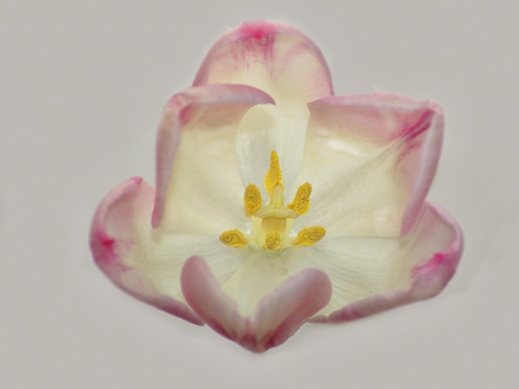 6. Tulipán