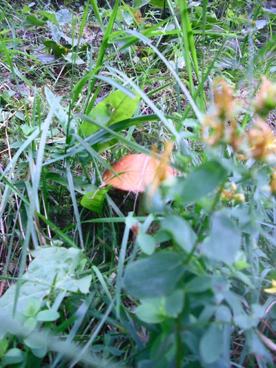 křemenáč